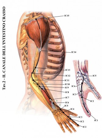 (immagini tratte da www.kyusho.it)